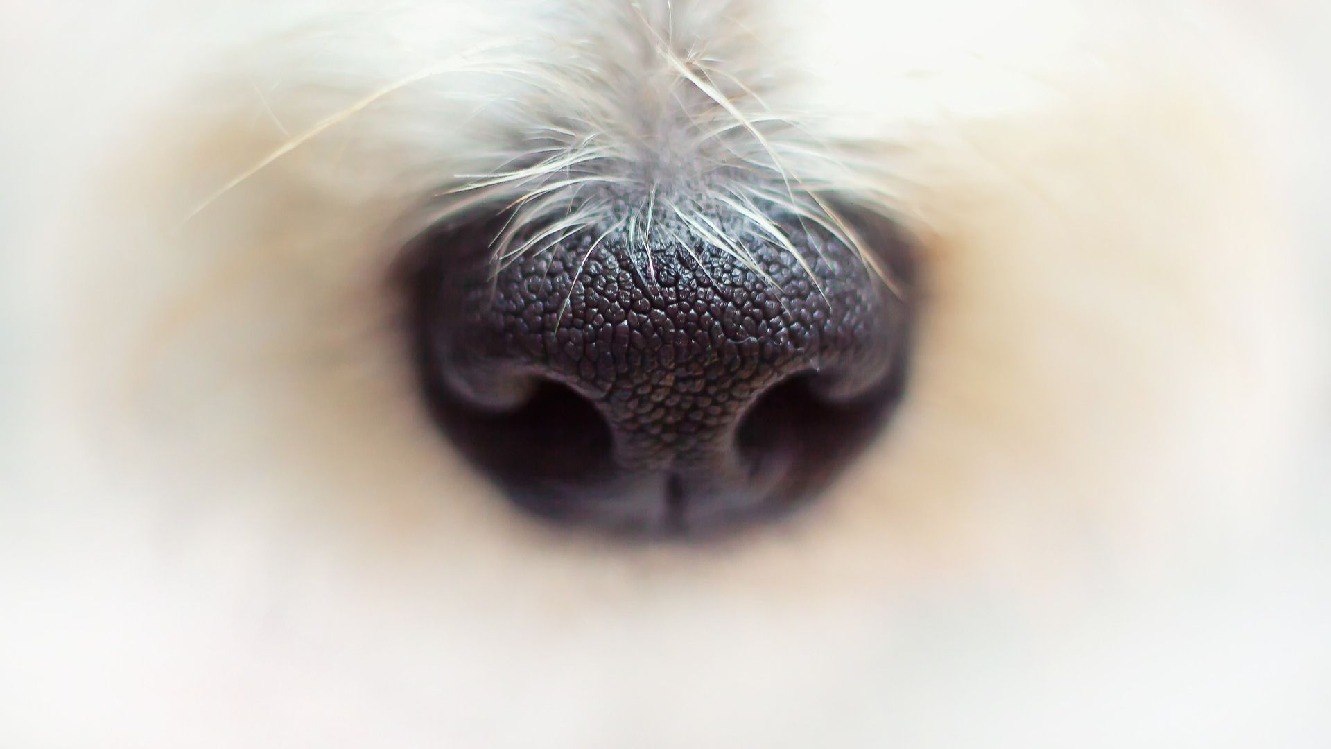 A dog nose magnified