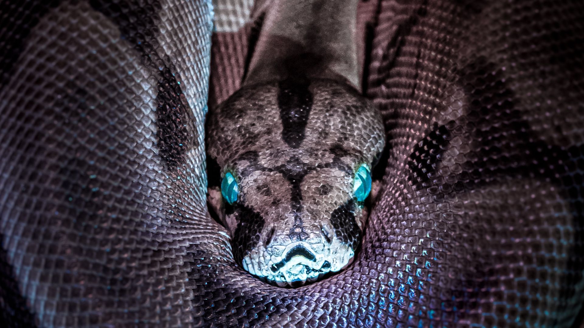 Snake head curled in its body