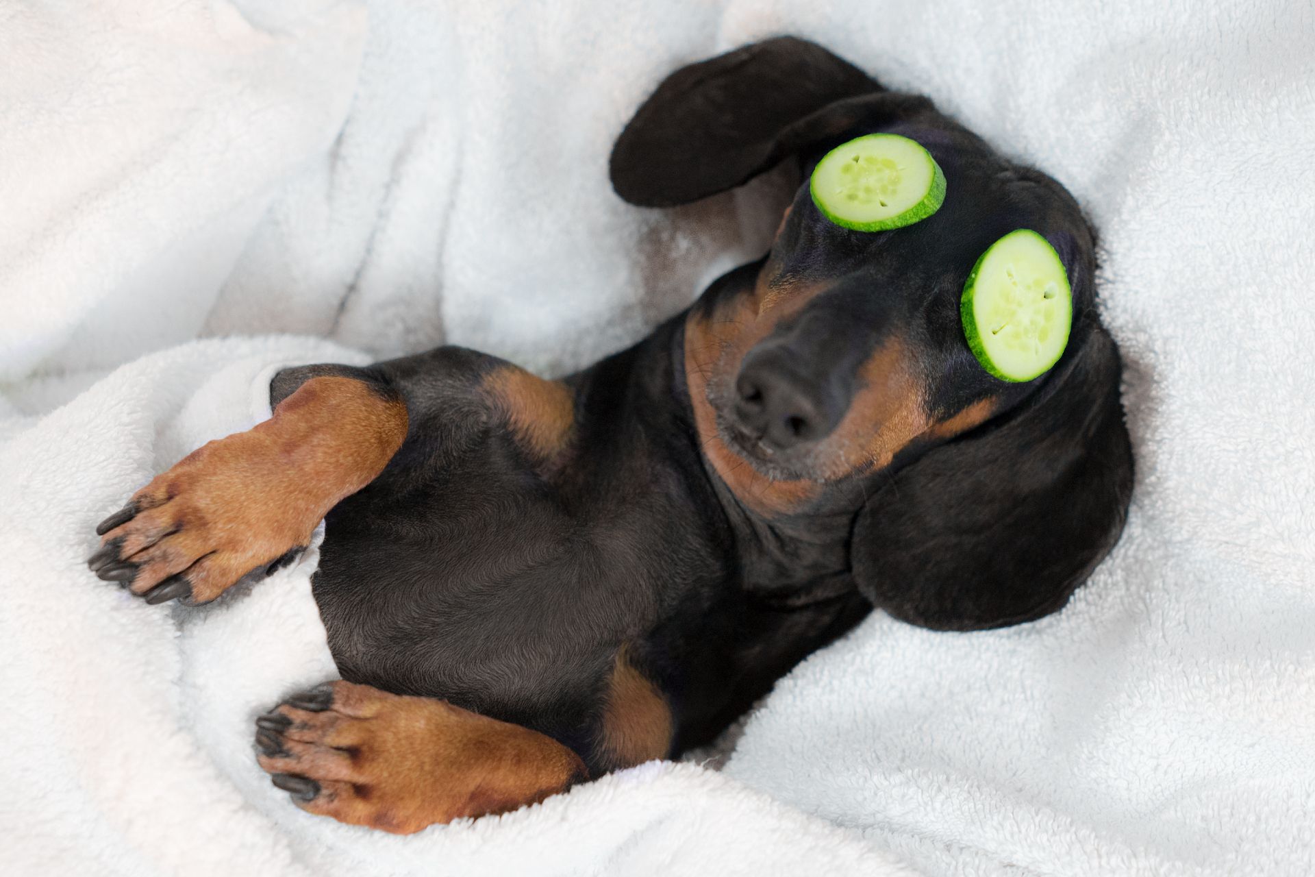 Sausage dog with cucumbers on its eyes