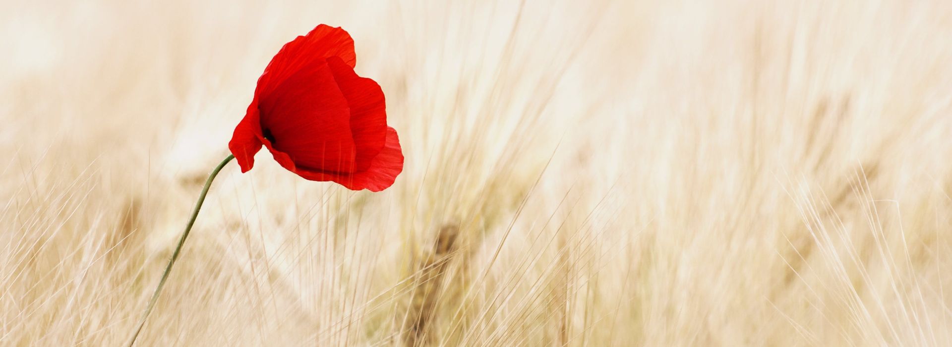 Single red poppy in a field