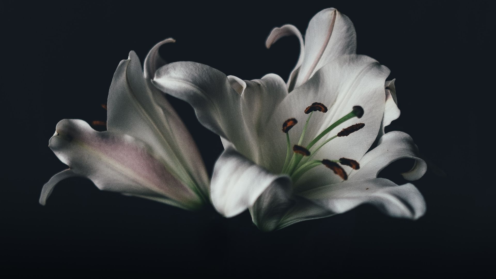 White lilies against a black background