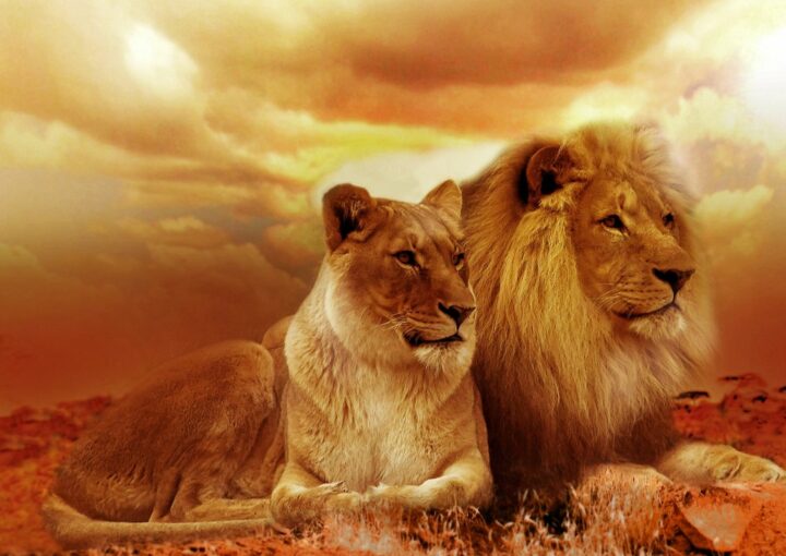 Lions against a sunset orange sky