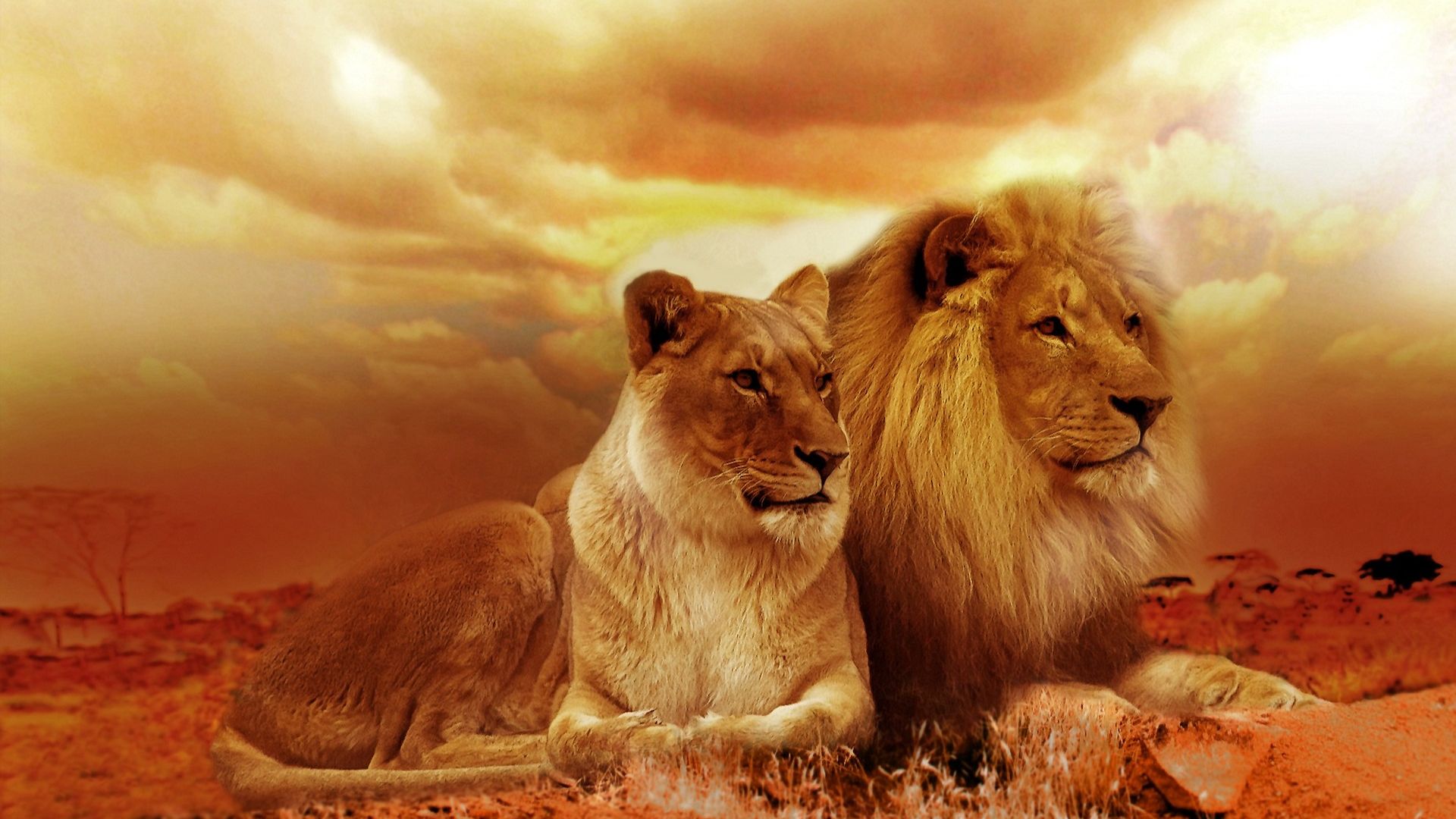 Lions against a sunset orange sky